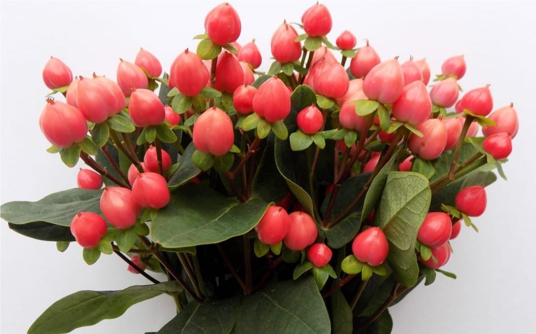LOLLYPOP PINK HYPERICUM